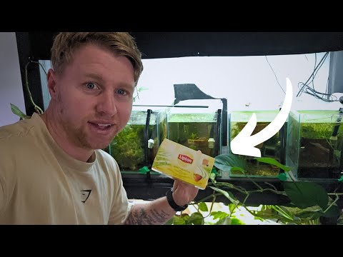 I put TEA in my Aquarium for 3 Weeks and This is W G'Day Legends,

Have you ever wondered what would happen if you put tea bags in your aquarium?

I tr