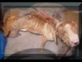Pit Bull Abuse and Ignorance