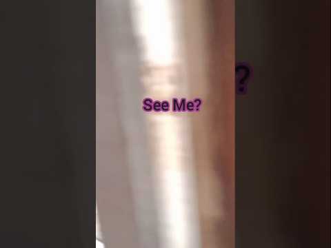 #หน้าซีกกั๊บ#แมว#แมวน่ารัก#ทาสแมว#คลิปแมว#นั่งรอ#NaSeek#Cat#CuteCat#CatLovers#CatShorts#Waiting