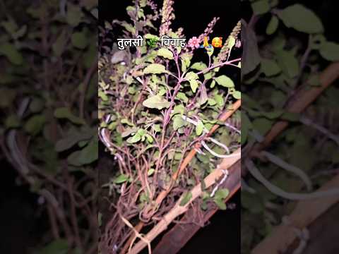 तुलसी 🌿 विवाह 🌸🙏🥰 #tulsivivah #tulsi #tulsikumar #tulsivivahrangoli #bhaktisong #bhajtibhajan