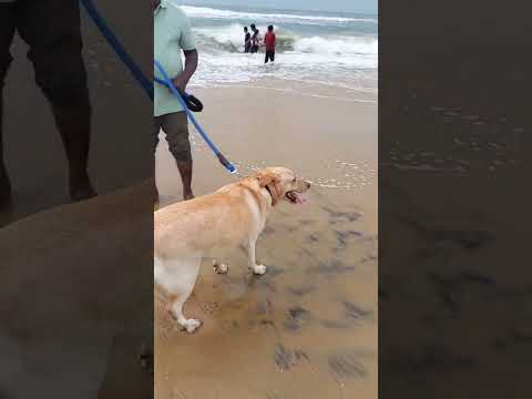 YENNA VIDUUU !!! #dad #bondingwithpets #dogshorts #lablove #labrador #dogvideos #cooliesong #dogs