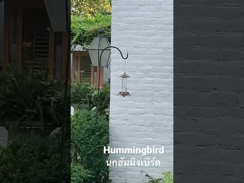 Hummingbirdนกฮัมมิงเบิร์ด