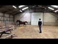 Show jumping horse Talentvolle 4 jarige springruin