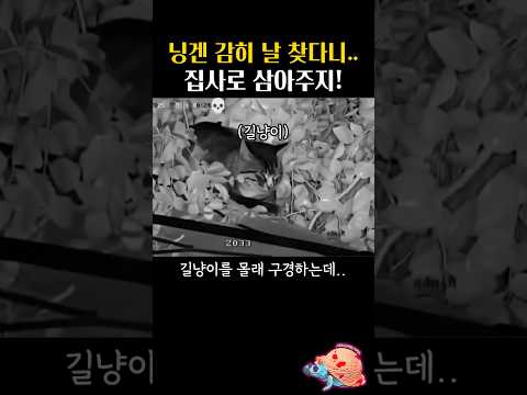 몰래 고양이를 훔쳐보다가 소름돋은 이유