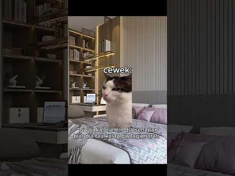 hari yang damai #meme #memekucing #kucing #kucinglucu #fyp #viral