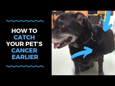 How To Catch Your Pet’s Cancer Earlier VLOG 121