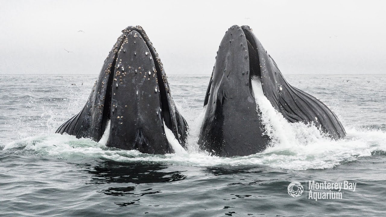 Plantes carnivores : les différents types de pièges - Baleine sous