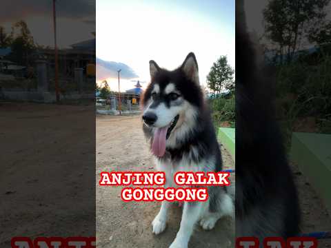 Suara anjing galak menggonggong /dog #dog #doglovers #dogs #anjing