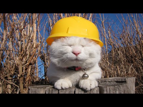 猫の動画サムネイル - かご猫LIVE配信　2025年05月10日
