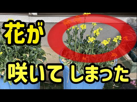 バケツで炭素循環農法 #10 謝罪いたします…