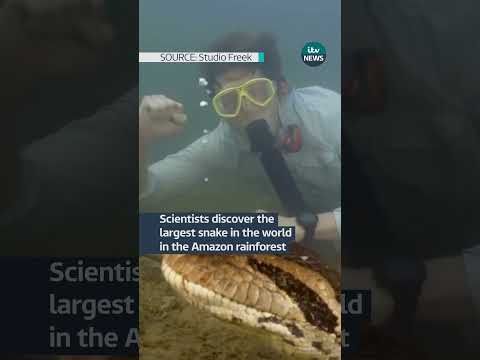 Scientists discover the largest snake in the world in the Amazon rainforest #itvnews #rainforest