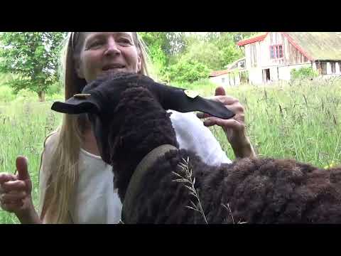 Holistic grazing with dairy sheep