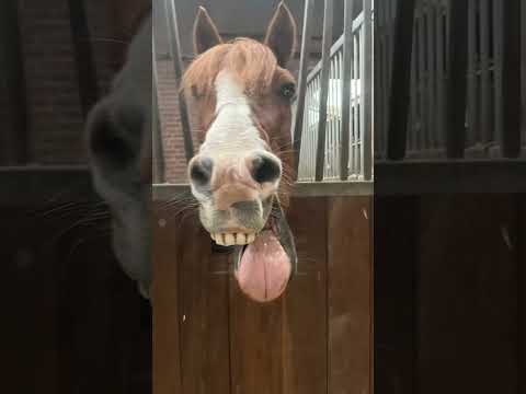 ❤️❤️❤️❤️ #horse #equestrian #pony