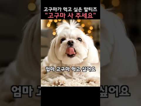 고구마가 먹고 싮은 <strong>말티즈</strong>#<strong>말티즈</strong>#고구마