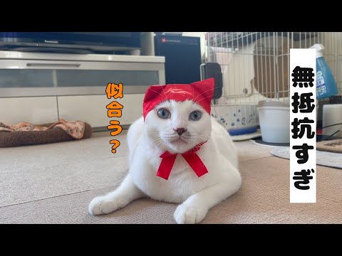 猫用の頭巾を被る弟猫が無抵抗すぎて可愛過ぎる
