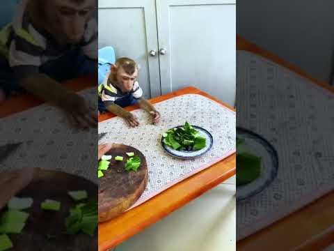Icy & Bryan the Little Monkey Can’t Stop Munching #bryan #cute #babymonkey #funny #monkey #animals