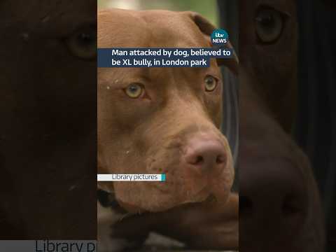Police search for owner after dog attack in London #itvnews #news #walworth #xlbully