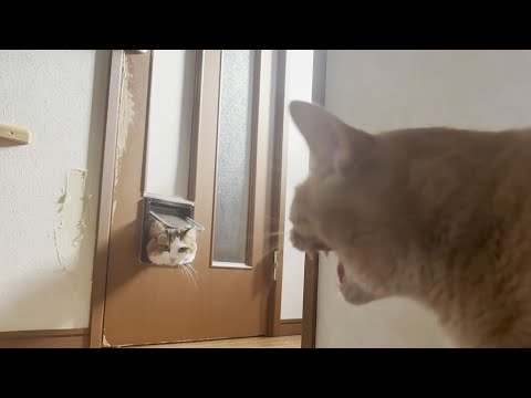 猫の動画サムネイル - 積極的に近づこうとするけど絶対シャーって怒られる猫
