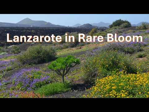 Lanzarote in Bloom: A Once‑in‑a‑Generation Transformation