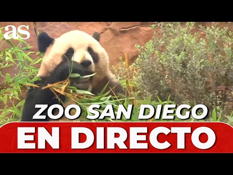 EN VIVO dos NUEVOS OSOS PANDAS chinos en el ZOO de SAN DIEGO