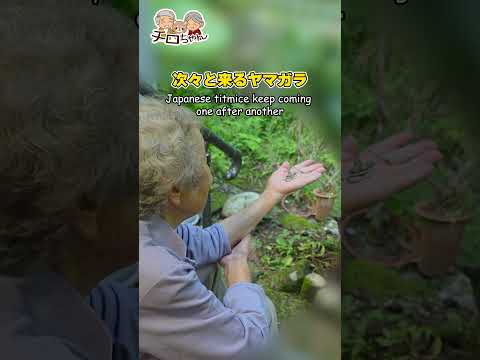 【敬老の日】94歳ばあちゃんの手から…！8年待った奇跡の瞬間に感動が止まりません。＃shorts
