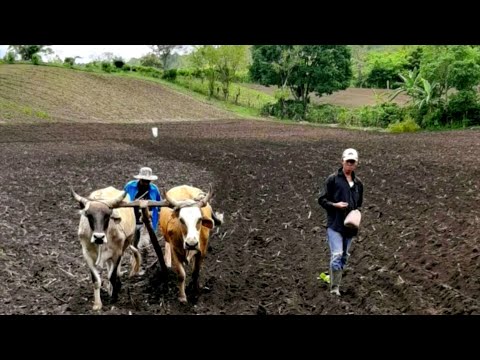 Avanza a buen ritmo la siembra de primera en Nicaragua