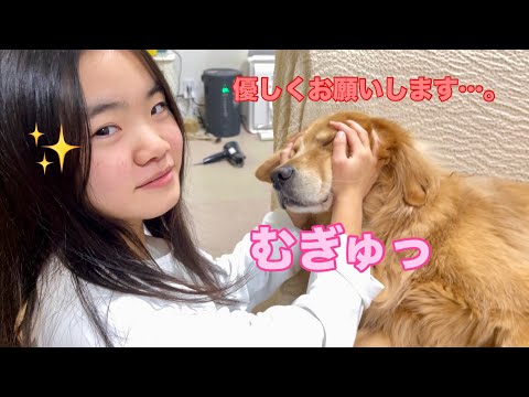 もみくちゃにされながらも娘だから許してしまう大型犬クッキー【ゴールデンレトリバーとミニチュアダックスフンド】