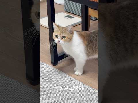 <strong>국정원</strong> 고양이 금비 유신쇼