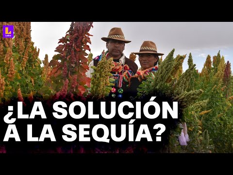 Bolivia crea semillas de trigo resistentes a sequías: En tres meses ya se puede producir