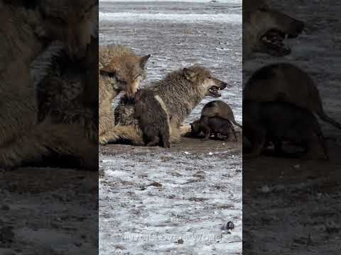 A Wolf Family’s Cozy Day in the Snow ❄️🐺 | Winter Family Moments