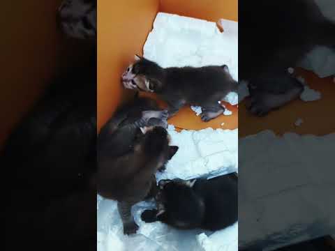 bayi kucing empat ekor #cat #kitten #kucing