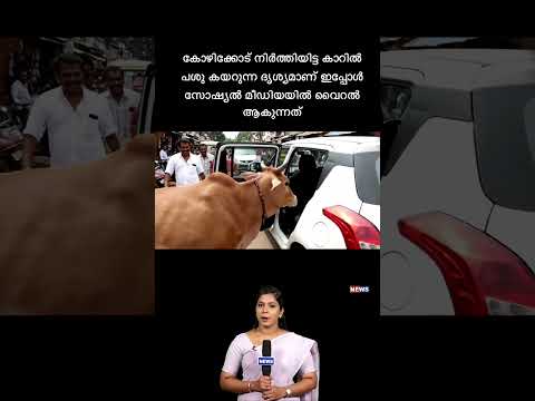 നിർത്തിയിട്ട കാറിൽ പശു കയറുന്ന ദൃശ്യമാണ് ഇപ്പോൾ സോഷ്യൽ മീഡിയയിൽ വൈറൽ ആകുന്നത്