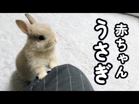 アホほど可愛いうさぎの赤ちゃん