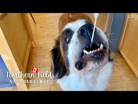 初雪/冬の始まり【超大型犬とカナダで田舎暮らし】