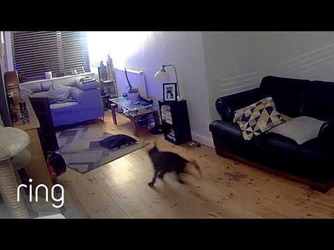 Dog’s Wild Zoomies Caught on Ring | RingTV