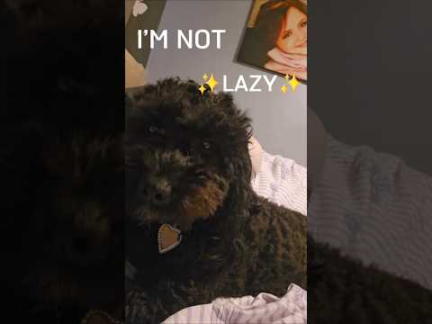My Dog Isn’t Lazy -Just Selective