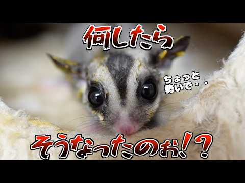 突然の発情!そして大惨事へ・・