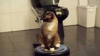 ROOMBA Cat uses iRobot Roomba 560 Robotic Vacuum Cleaner. HelensPets.com