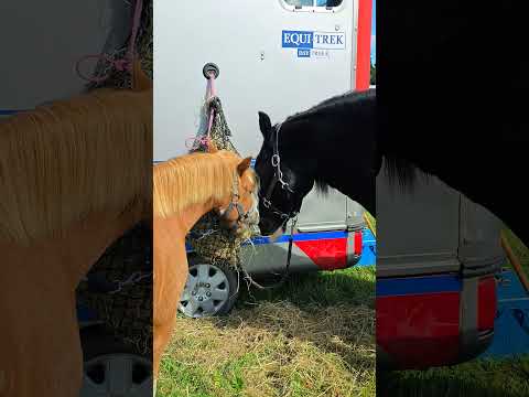 My animals are my sanctuary #blessedlife #horse #cockerspaniel #lucky #animals #thankful