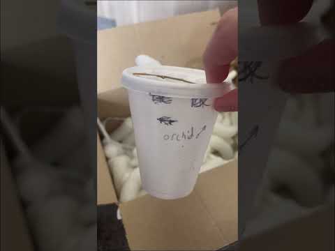 Meet my Orchid mantis 🌿 #orchidmantis #orchid #unboxing #prayingmantis