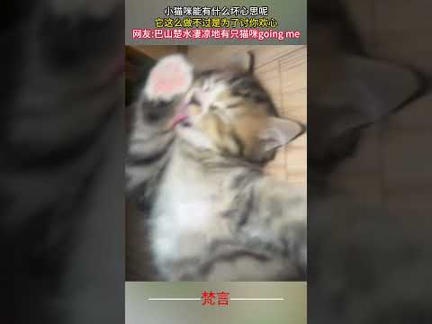 小貓咪能有什麼壞心思呢 它這麼做不過是為了討你歡心 #貓 #可愛 #意外 #有趣 #萌宠 #cute #cat #amazing #funny #shorts サムネイル