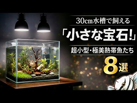 30cm水槽で飼える小さな宝石!超小型・極美熱帯魚 8選【淡水魚 アクアリウム】
