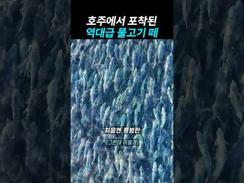 호주에서 포착된 역대급 <strong>물고기</strong> 떼