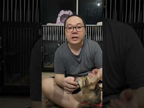 Review snack creamy kucing mix