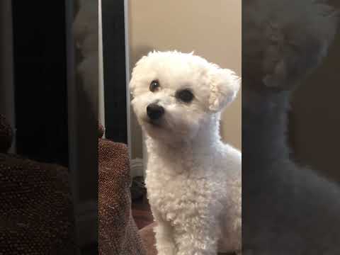 POSTING VIDS OF MY DOG TILL I REACH 1k! #dog