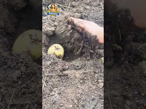 Sembrando papas 🥔 en mi huerto 🪏 #huertocasero #sembrando #papas #shorts  #youtube  #campo