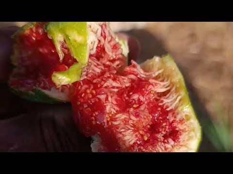 ІНЖИР . Saint Pierre fig ))