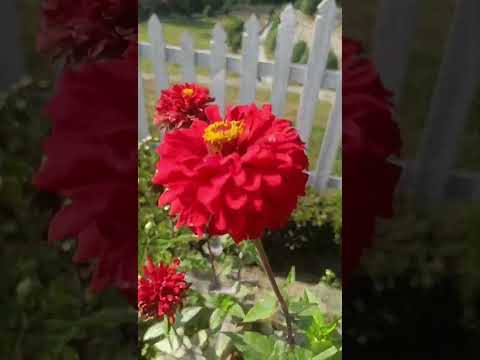 flower 🌺🌹🌹🌹🌺🌺 nice bagicha/ good son