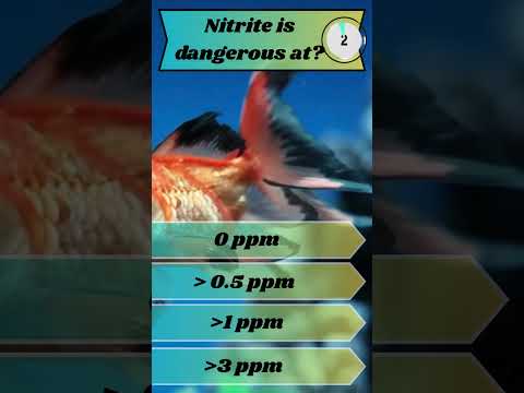 Do you know how Dangerous Nitrite is in your fish  🐡 Channel Sponsor Buceplant - http_//tinyurl.com/3fu6xckd They have an amazing selection of plant