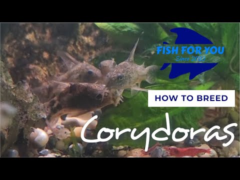 Easily Breed Corydoras for Profit at Home! Visit our website www.fish-for-you.com

Follow our facebook page! 
facebook.com/profile.php?id=10009